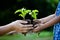 Child little girl and parent holding young plant in hands