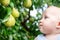 Child looking at ripe pears at orchard in autumn. Little boy wanting to eat sweet fruit from tree in garden at fall harvest. Infan