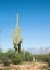 The child looks at the huge cactus - Carnegiea gigantea. Saguaro