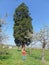 A child looks at a Sequoia gigantea tree, located in the village of Ardusat in Maramures county, Romania. The tree is over 200