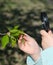 Child with a magnifying glass investigate details of nature . Happy looks at the young leaf and buds, Springtime outdoor kids