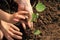 Child and mom hands planting vine