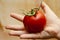 Child offering a fresh tomato