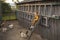 A child in overalls sits high on the stairs and feeds the chickens corn.