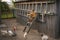 A child in overalls sits high on the stairs and feeds the chickens corn.