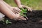 Child and parent hand planting young tree on black soil together