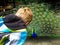 Child with peacock bird greeting at zoo