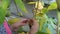 A child peels a walnut Juglans regia Nogal plucked from a tree from a green peel. green walnut