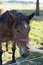 Child petting a farm horse