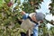 Child picking apples