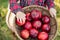 Child picking apples on farm in autumn. Little girl playing in apple tree orchard. Healthy nutrition