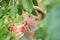 The child is picking cherries in the garden. Little boy tears sweet cherry from a tree in the garden. Selective focus