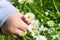 Child Picking Daisies