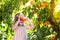 Child picking and eating peach from fruit tree