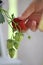 A child picking a home grown strawberry