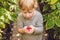 Child picking raspberry. Kids pick fresh fruit on organic raspberries farm. Children gardening and harvesting berry. Toddler kid