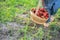 Child picking strawberries. Healthy food for children