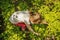 Child picking strawberries. Kids pick fresh fruit on organic strawberry farm. Children gardening and harvesting