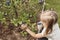 The child picks up blueberries in the garden.