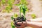 A child plants a plant in the garden.