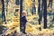 Child play on fresh air outdoor. Small boy play in autumn forest. Autumn vacation and camping. Little prince in fairy