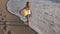 Child Playing on Beach at Sunset, Happy Kid Walking in Sea Waves Girl on Seaside