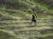 A Child playing , Dien Bien Phu Province