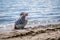 Child playing sands head down on the beach. One little Asian boy in casual clothing beside water in Switzerland