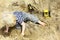 Child Playing Trucks in Sandbox