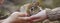 a child plays with a small rabbit in nature