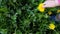 A child plucks a blooming dandelion