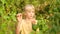 A child plucks from the bush and eats fresh berries of golden currants