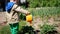 The child pours from watering can a young strawberry