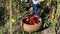 Child putting ripped tomatoes in a wooden basket