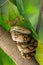 The child python curled on the branch of the mango tree. the background is green lief