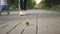 A child raises a fir cone lying on a road in the park.