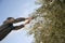child reaching to pick ripe olive fruits from olive tree