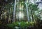 Child Redwood Trees growing back in the sunlight