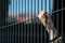 Child refugee hand holding a metal fence