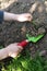 Child removing weed in garden with toy shovel