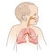 Child Respiratory Scheme