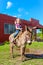 Child riding a miniature donkey