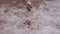 Child running in the park on dry dusty terrain . Low angle tilting shot