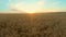 Child runs on a wheat field to the sunset. Slow motion