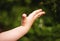 A child's hand on the background of blurred trees. Photo of a small child's hand on a walk in the woods. Taking care of