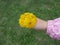 Child& x27;s hand holding a floral present to mom. Kid giving a bouquet of bright yellow spring dandelions to mother outdoors