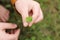 Child`s Hand Holding Lucky Four Leaf Clover Plant