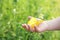 Child\'s Hand Holding Orange Barred Sulphur Butterfly Outside