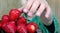 Child`s hand holding strawberry. Summer healthy eating concept