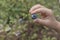 A child`s hand holds a large purple blueberry